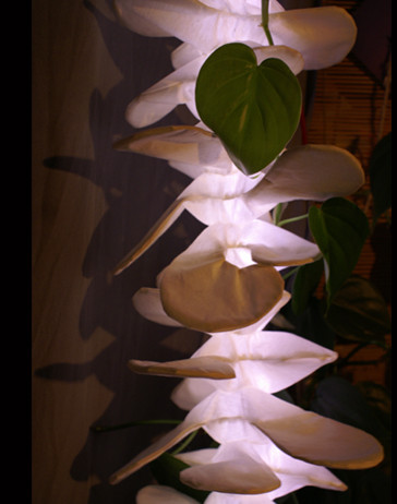 Coral lamp design by KanguLUM